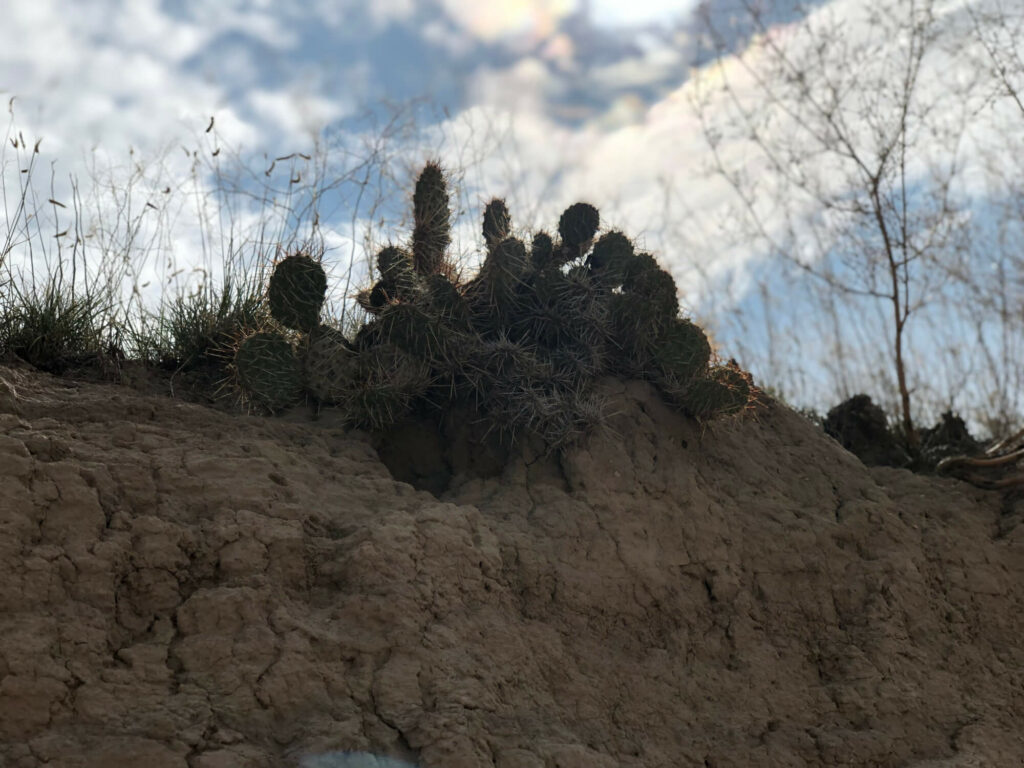 Picture of Cacti in the Badlands